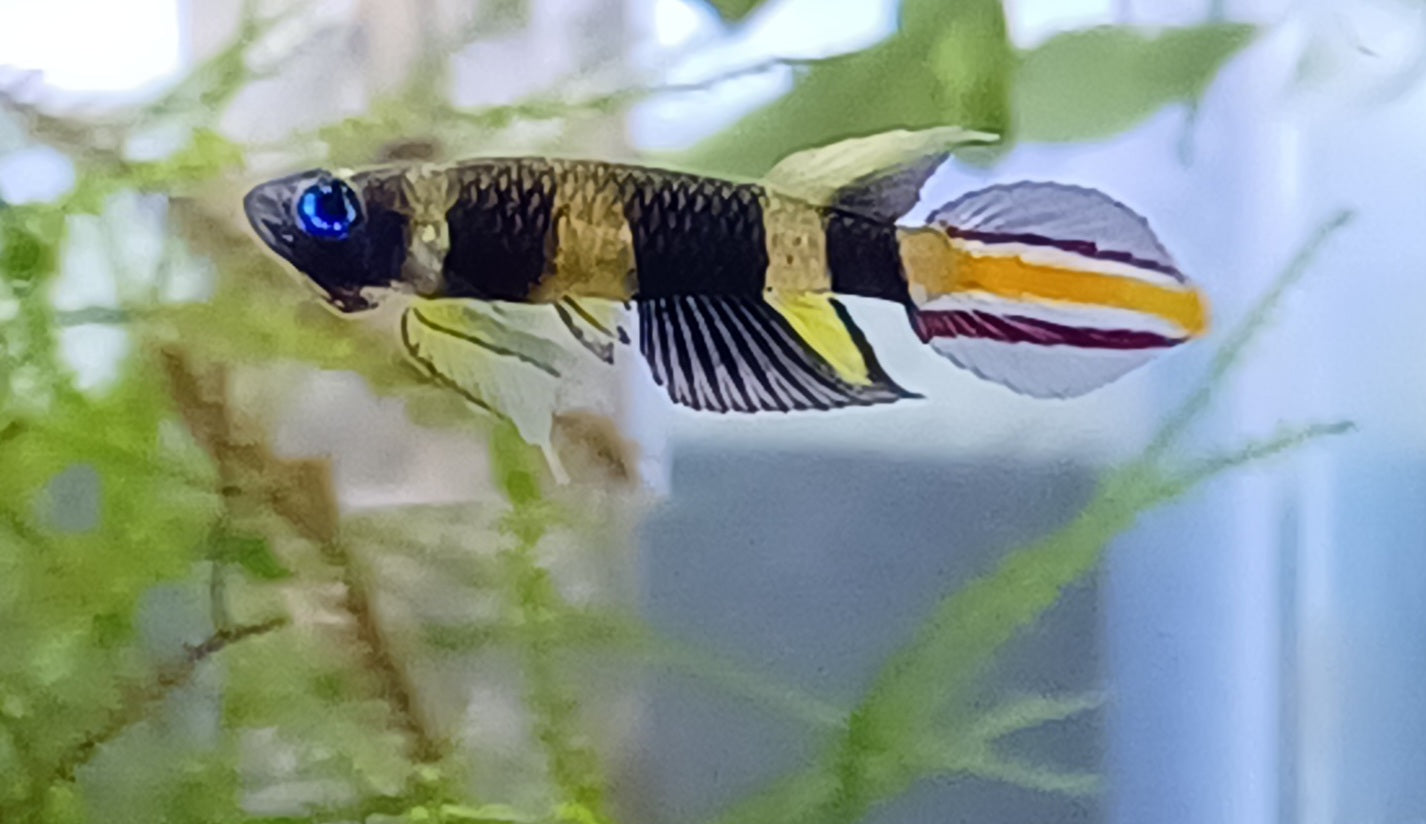 Clown Killifish - Male