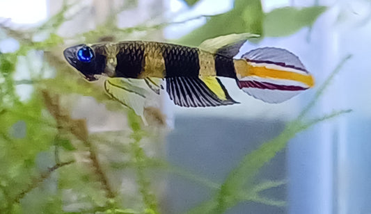 Clown Killifish - Male