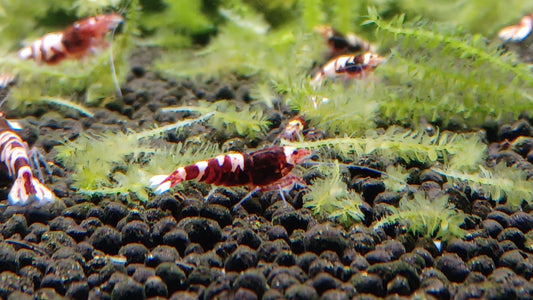 Red Pinto Caridina (Qty 5)