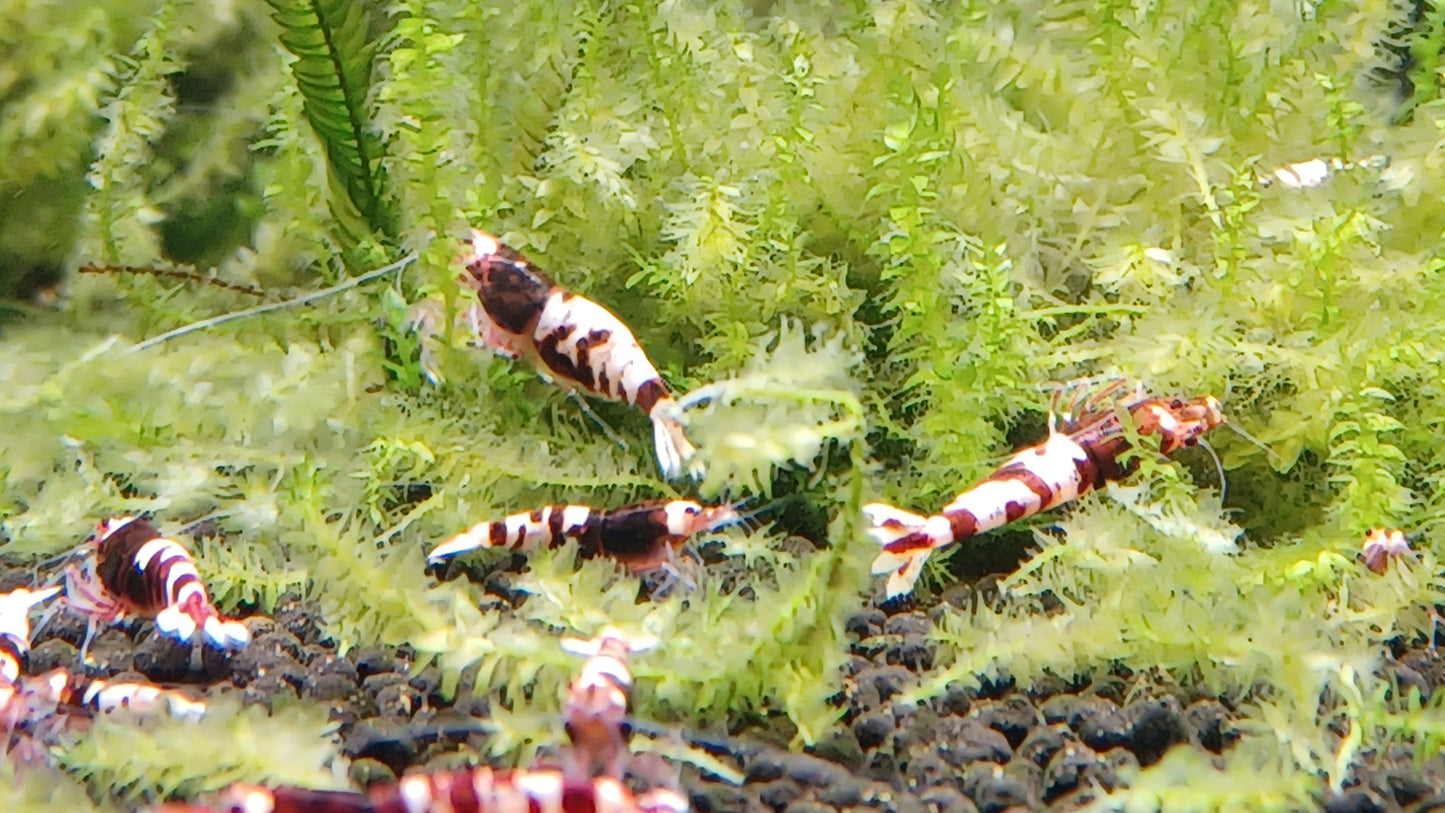Red Pinto Caridina (Qty 5)