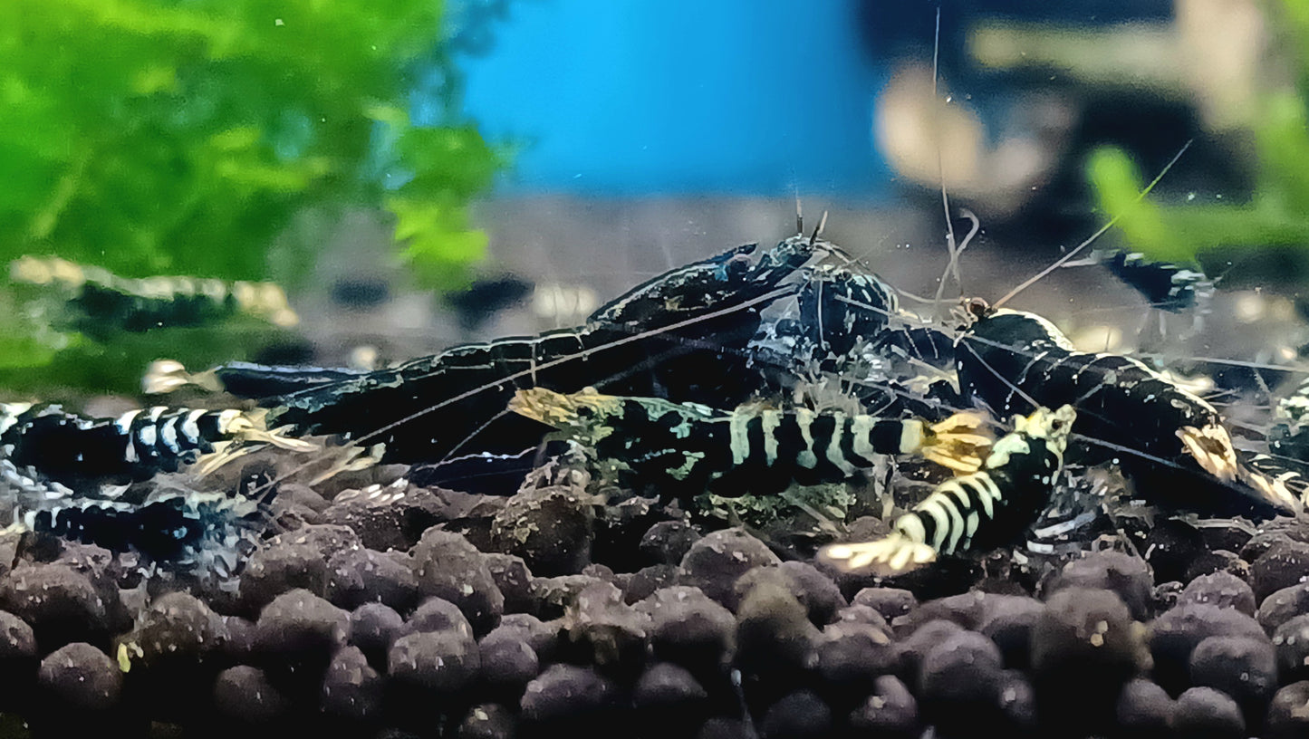 Black Galaxy Pinto (Qty 5)