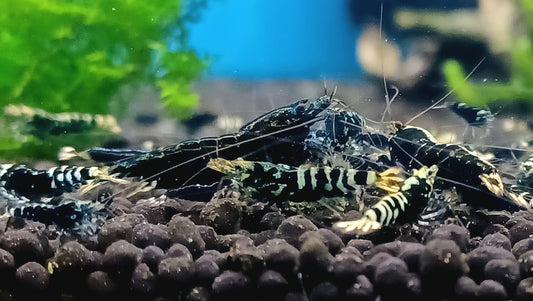 Black Galaxy Pinto (Qty 5)