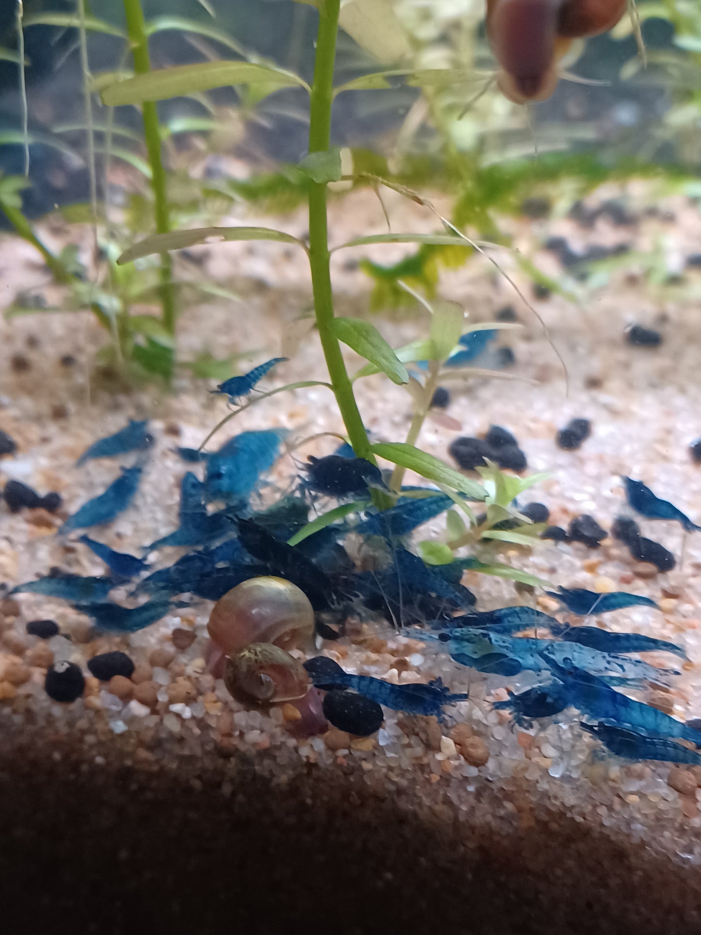 Blue Dream Neocaridina - (Qty 5+1)