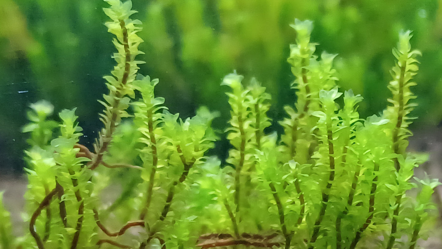 Hookericae Moss - "HOOKER MOSS"