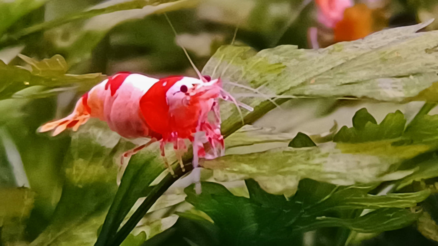Pure Red Line - Crystal Red Shrimp (Qty 5)